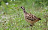 Crested Francolin